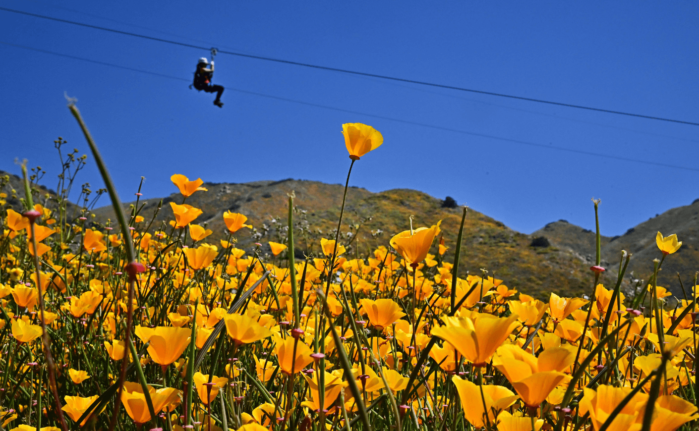 California is exploding with superblooms this year. Here's why. 