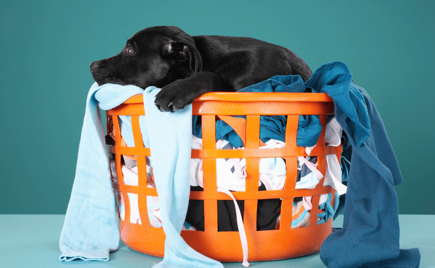 dog sitting on laundry basket