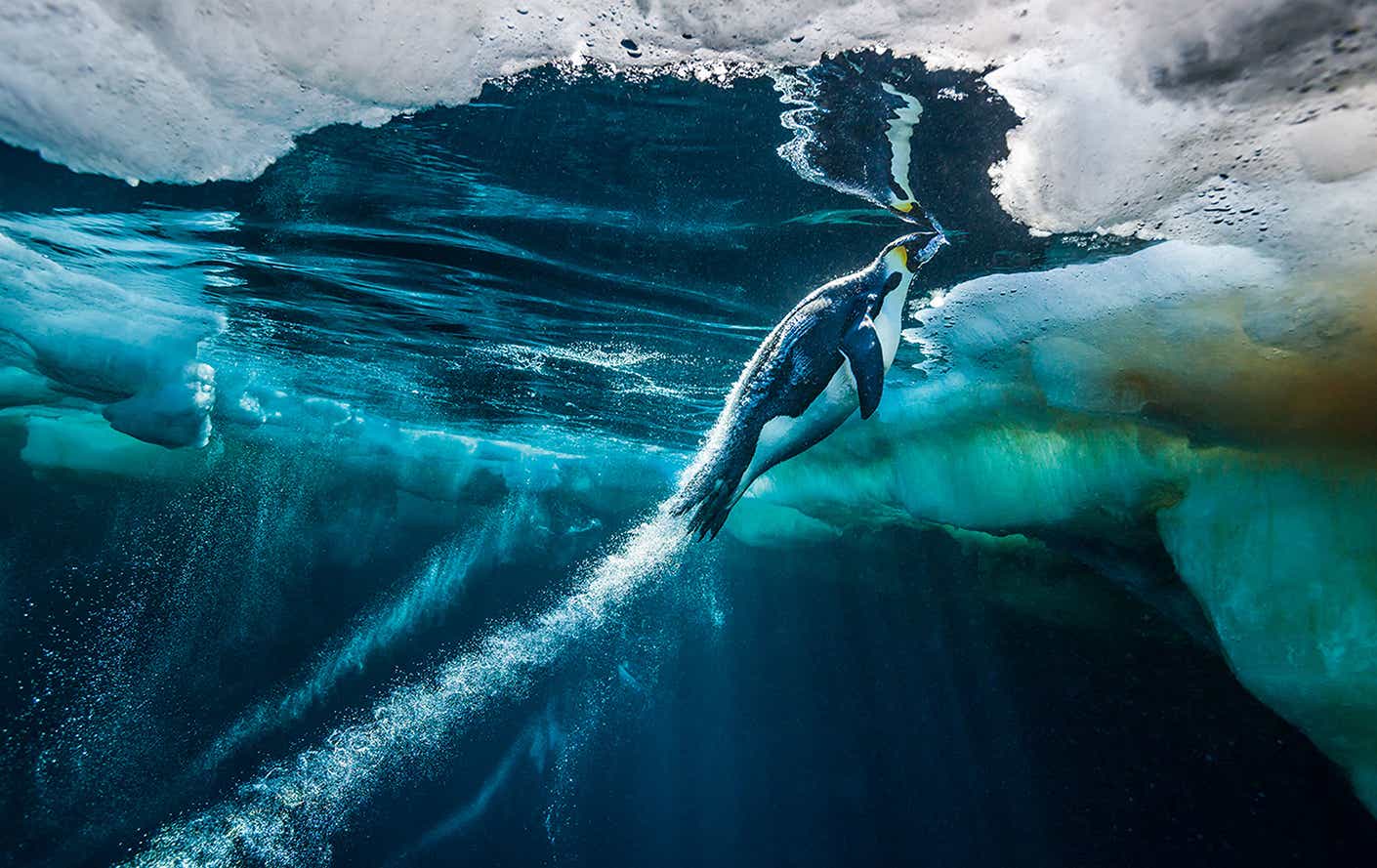 penguin under water