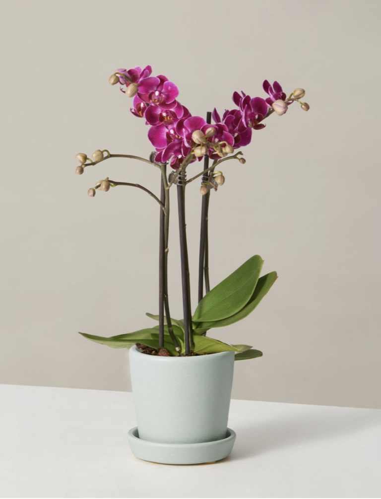Petite Pink Orchid by The Sill