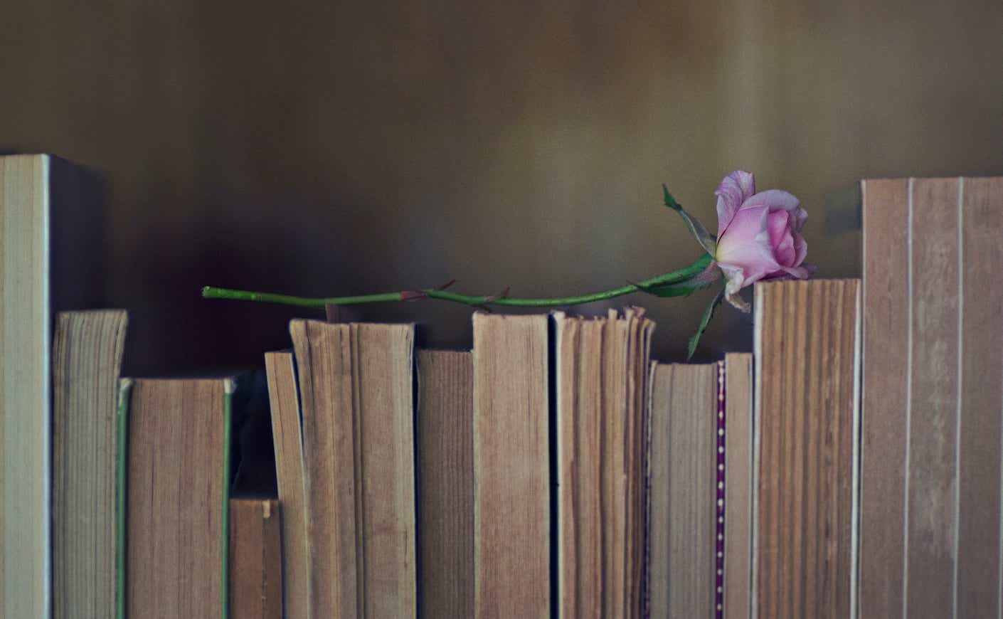 Pink little rose on a books in the library