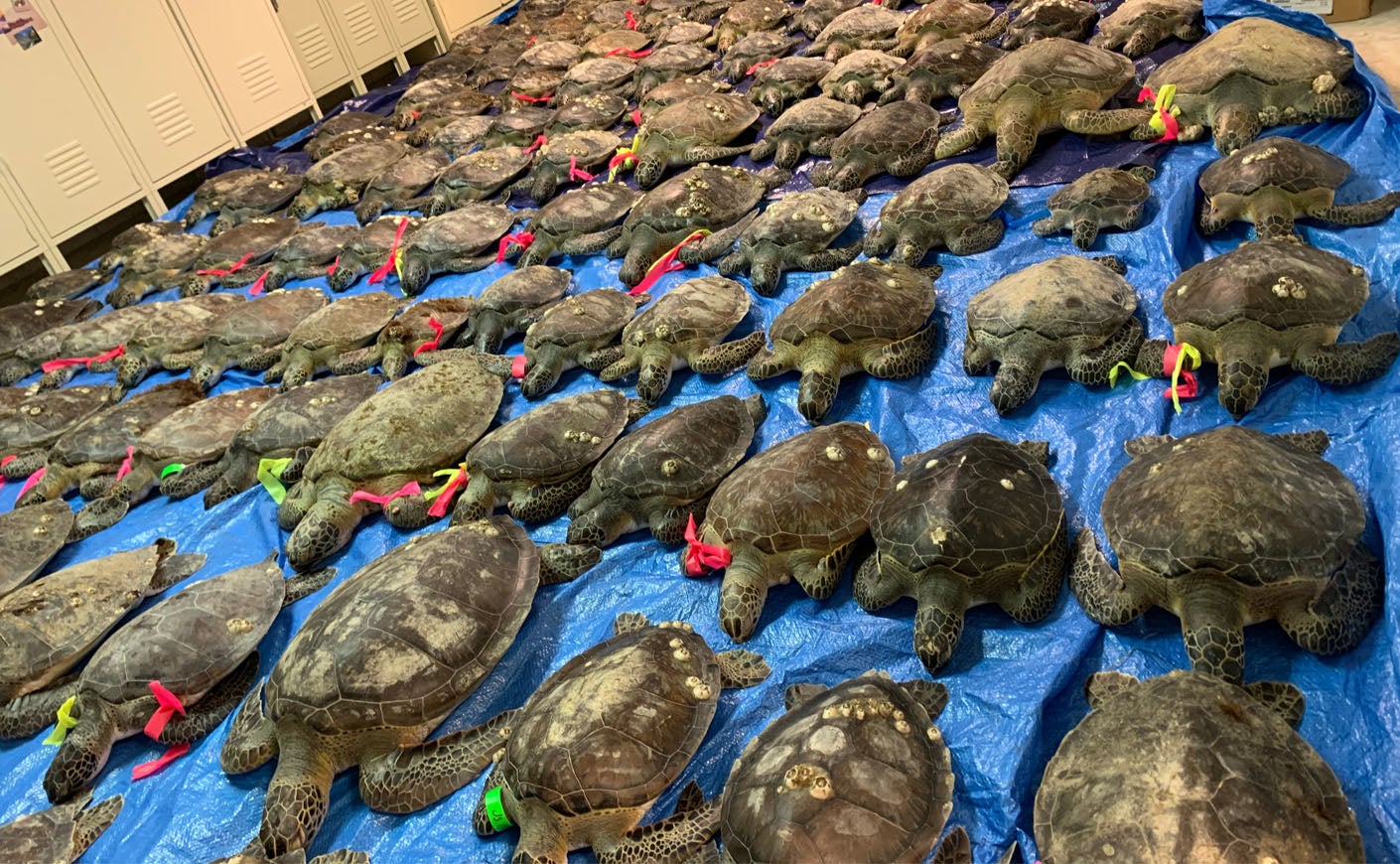 Inside the Race To Save Thousands of Sea Turtles In Texas | KCM