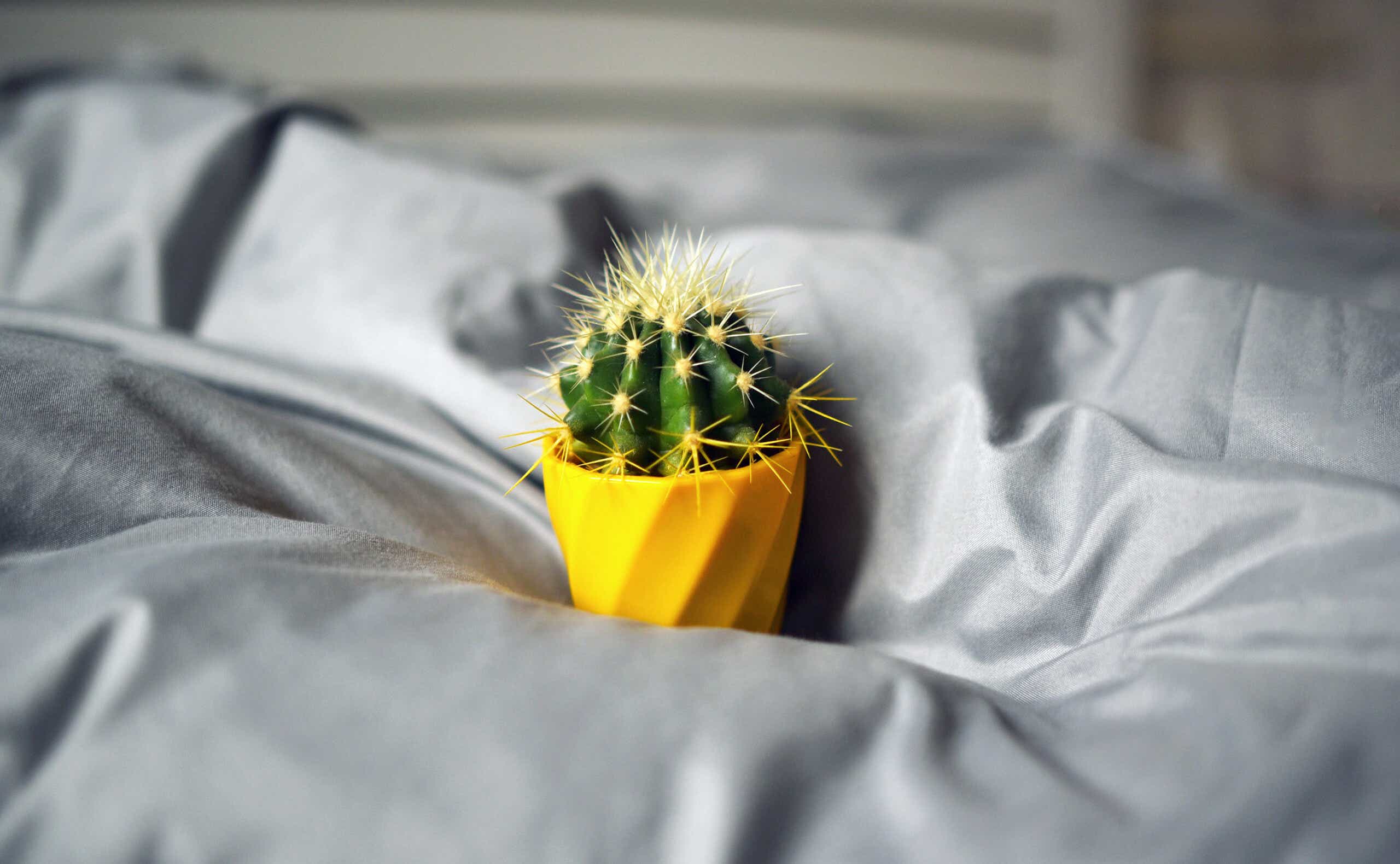 Image of a cactus on a bed