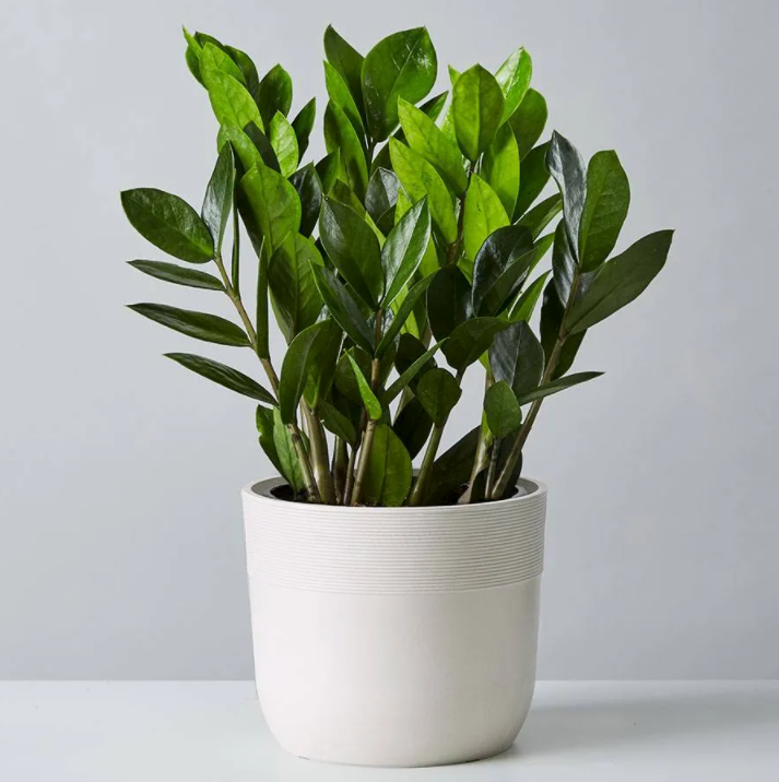 plant in white pot