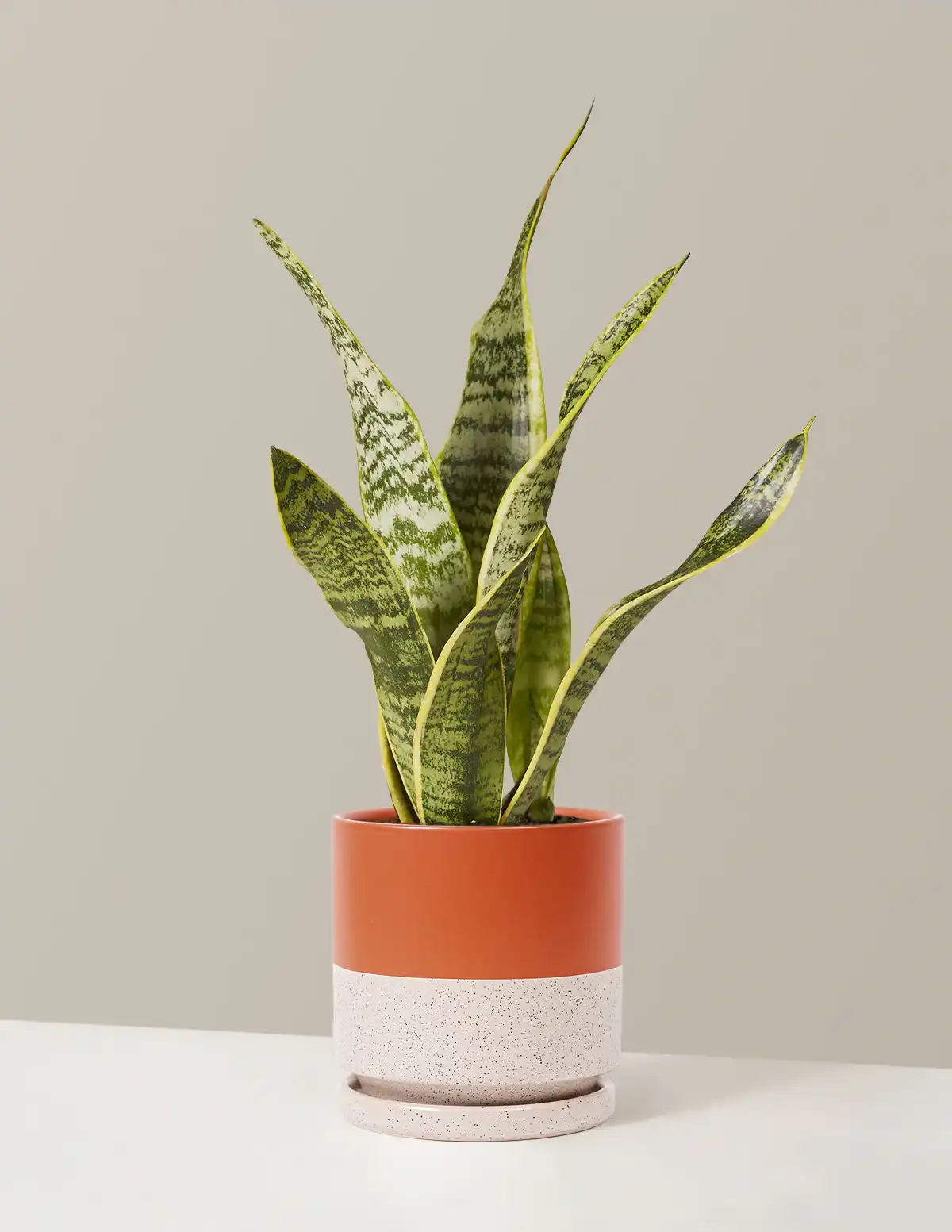 The Sill Snake Plant Laurentii