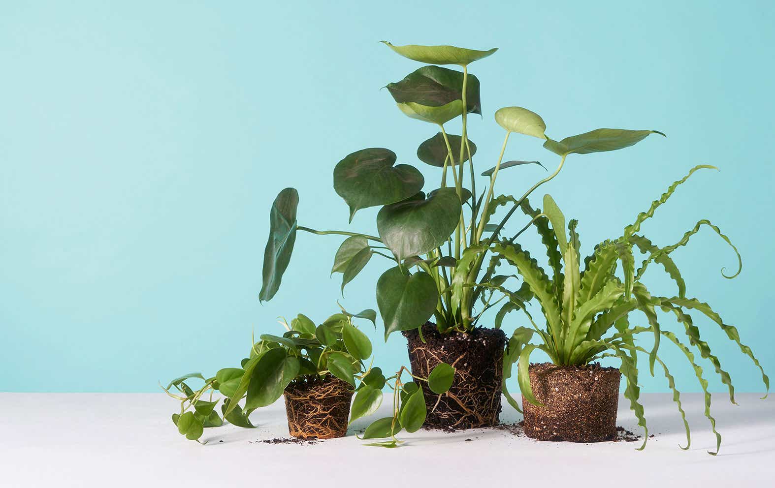 plants sitting on white surface
