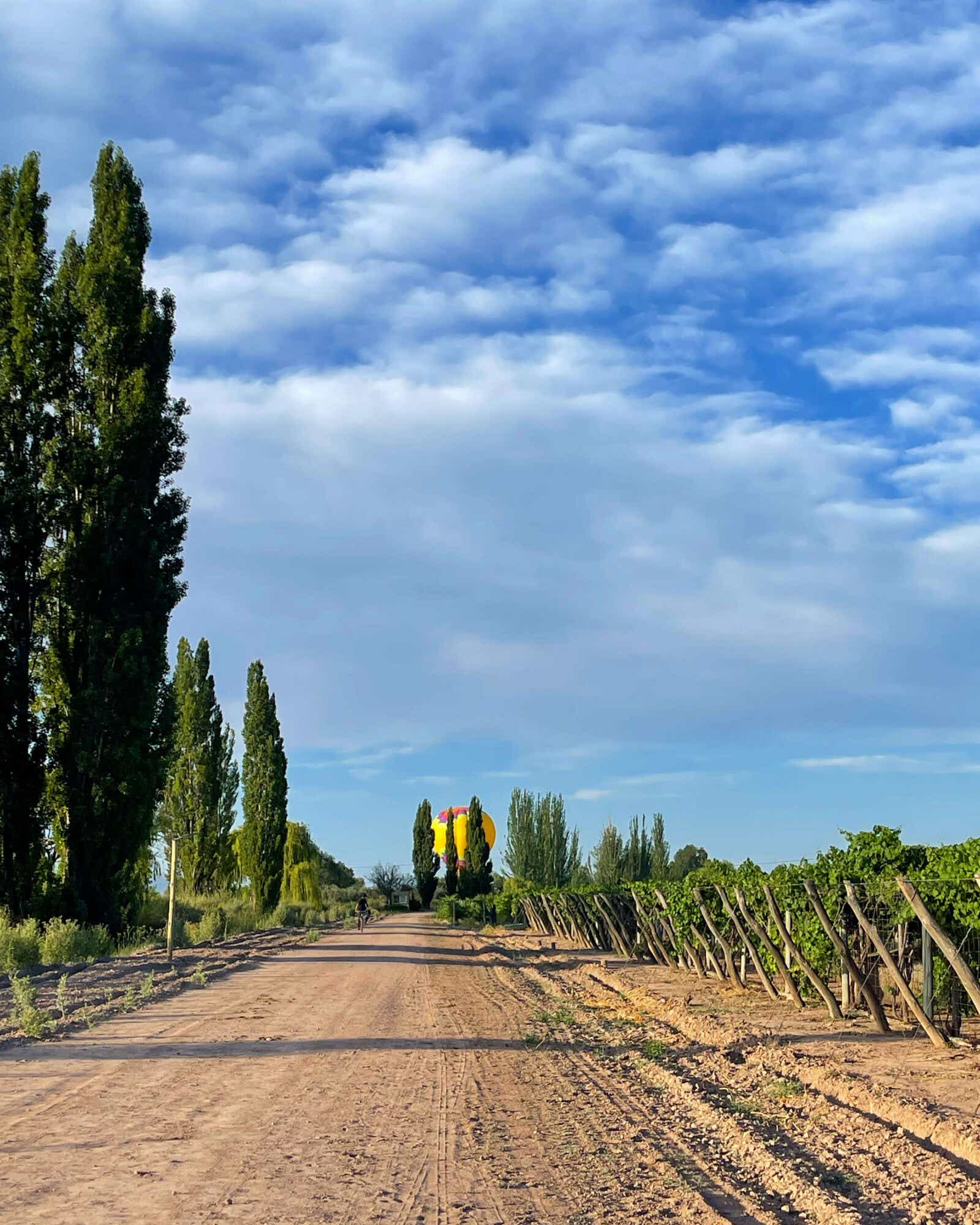 A field in Argentina with grape vines