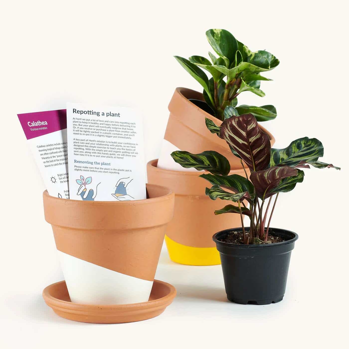 horti plants with pots and care instructions