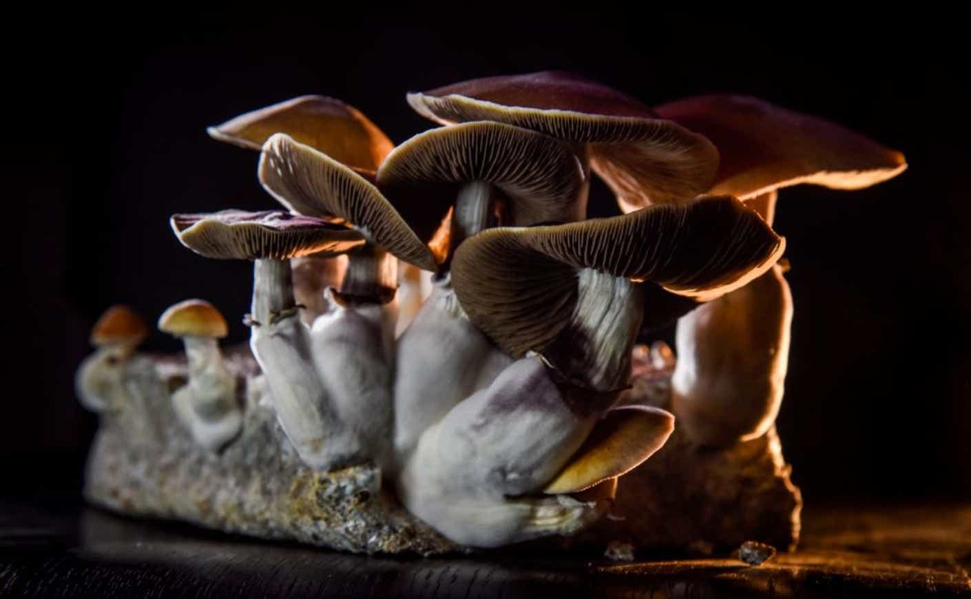 magic mushrooms in a cluster