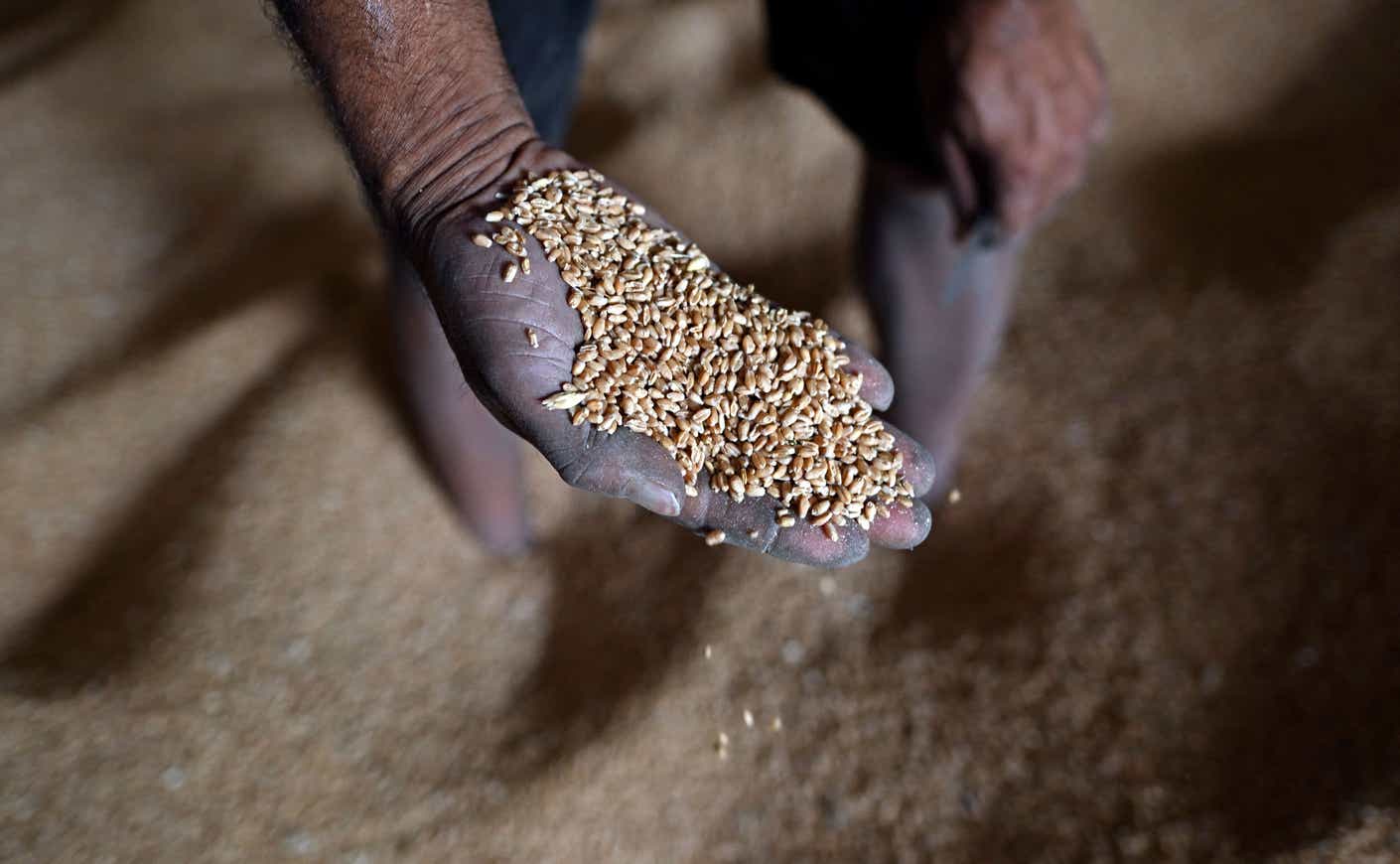 a man holds grains of wheat