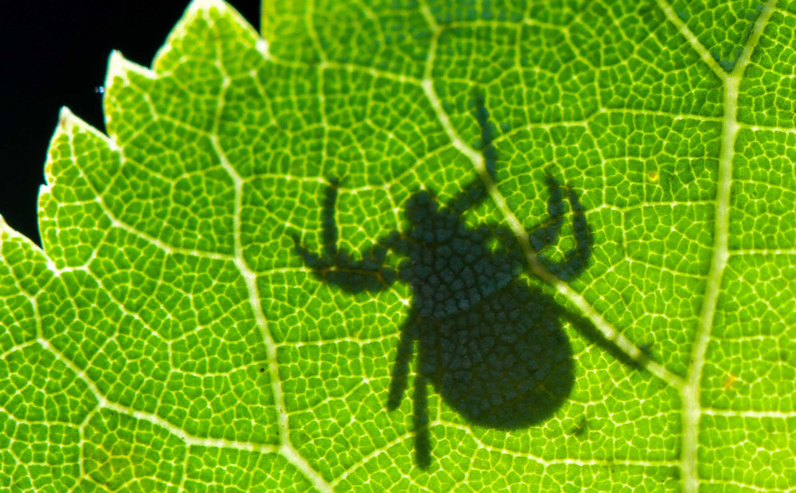 The shadow of a tick through a leaf