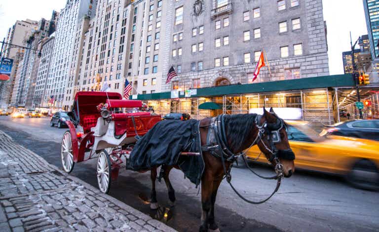 Horse Carriage waiting for passengers near Central Park