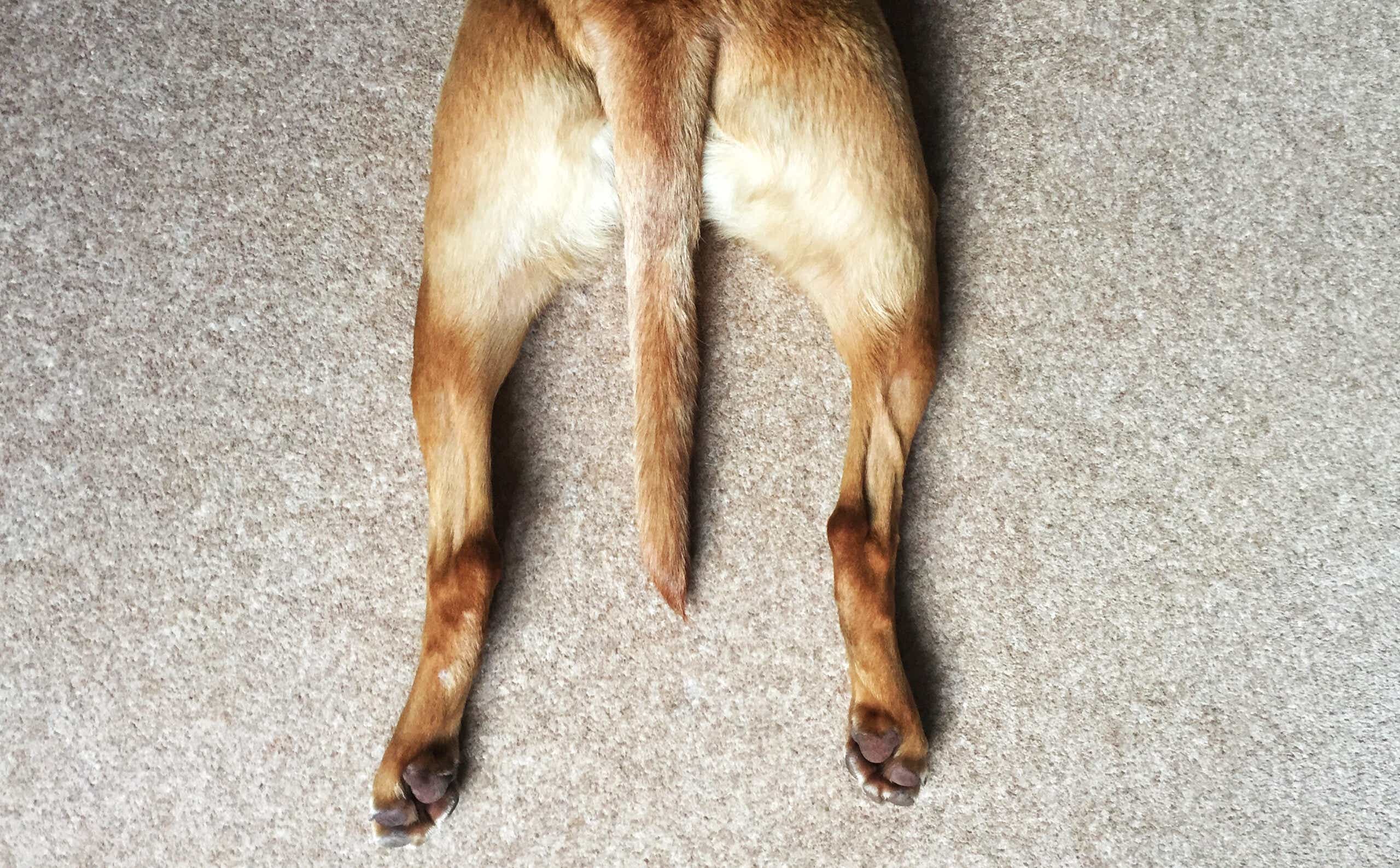 High Angle View Of Dog S Legs Spread Out On Floor In A Sploot Position