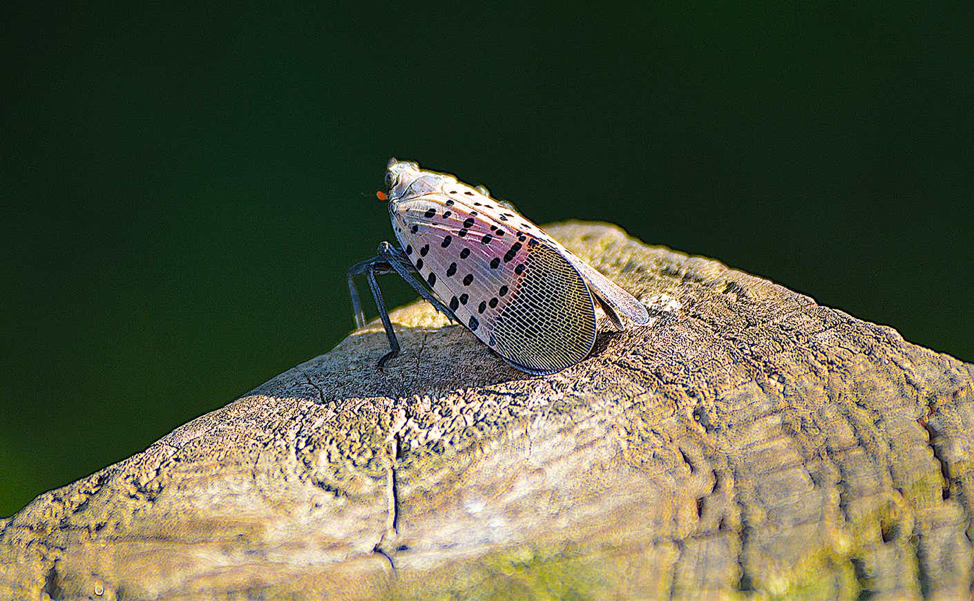 Spotted lanternfly on a tree stump