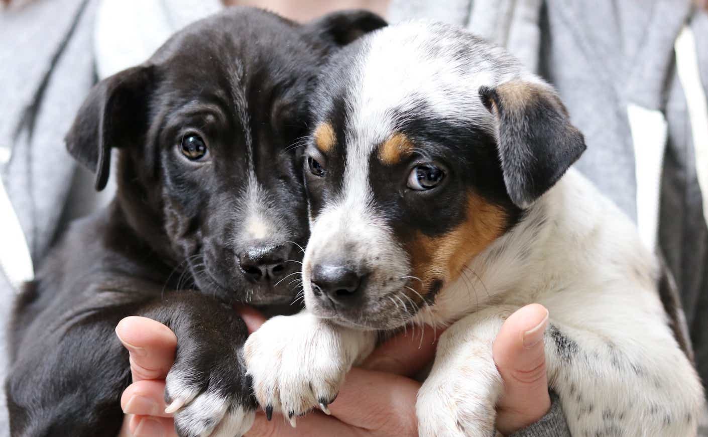 Two adorable puppies