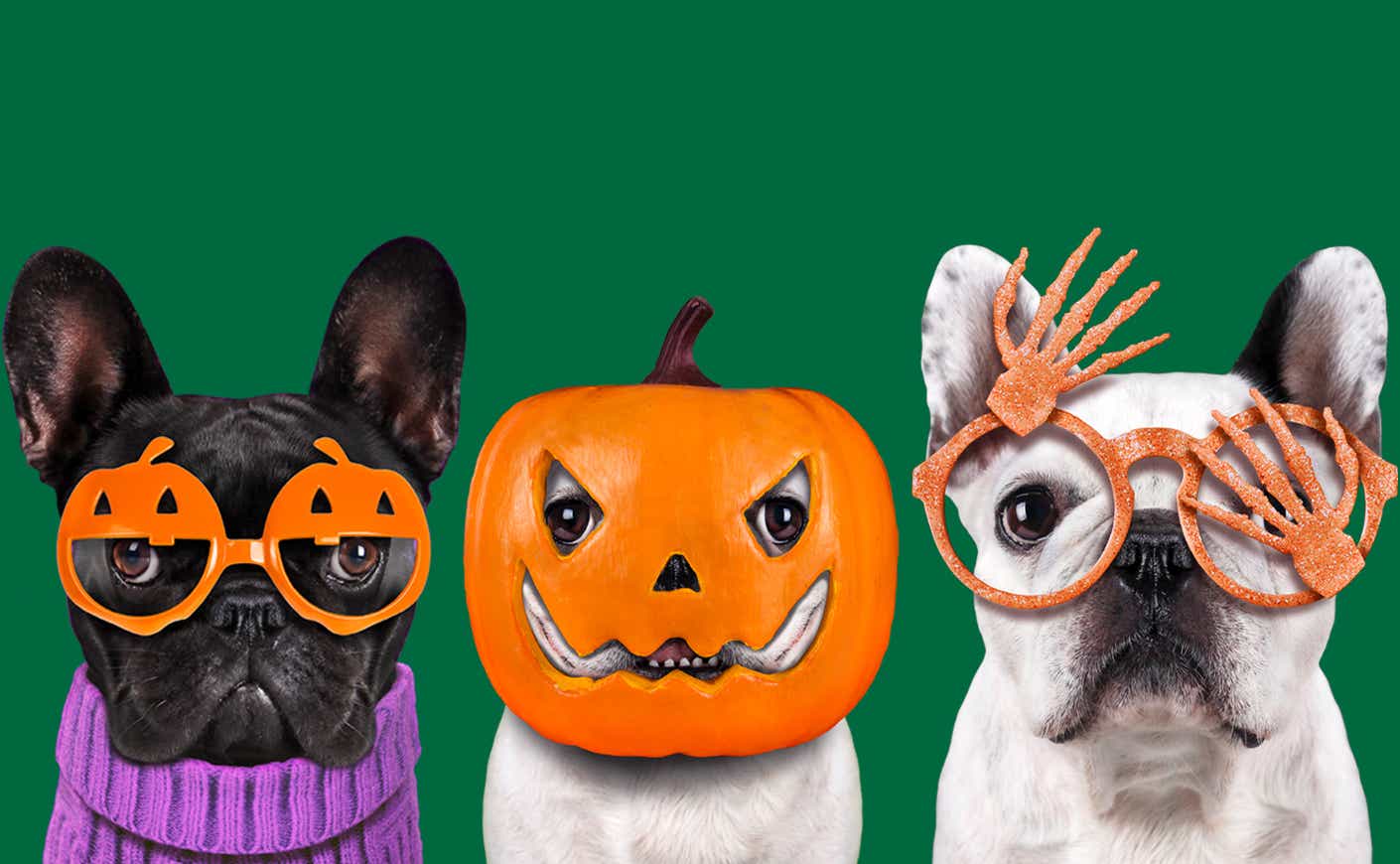 Dress your dog for National Dog Day, Halloween and beyond 