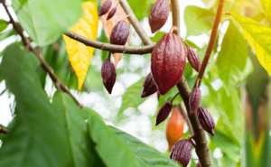 cacao tree cocovia