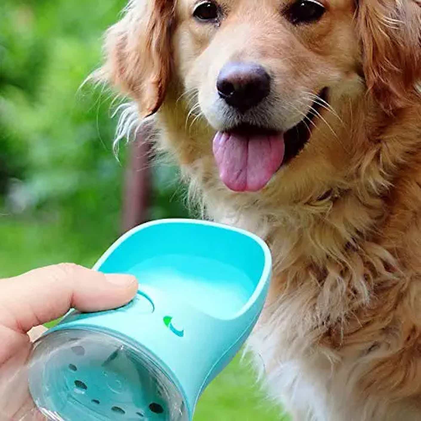 A person holds a dog water bottle (a clear water bottle with a bowl for a lid) out to a happy dog.