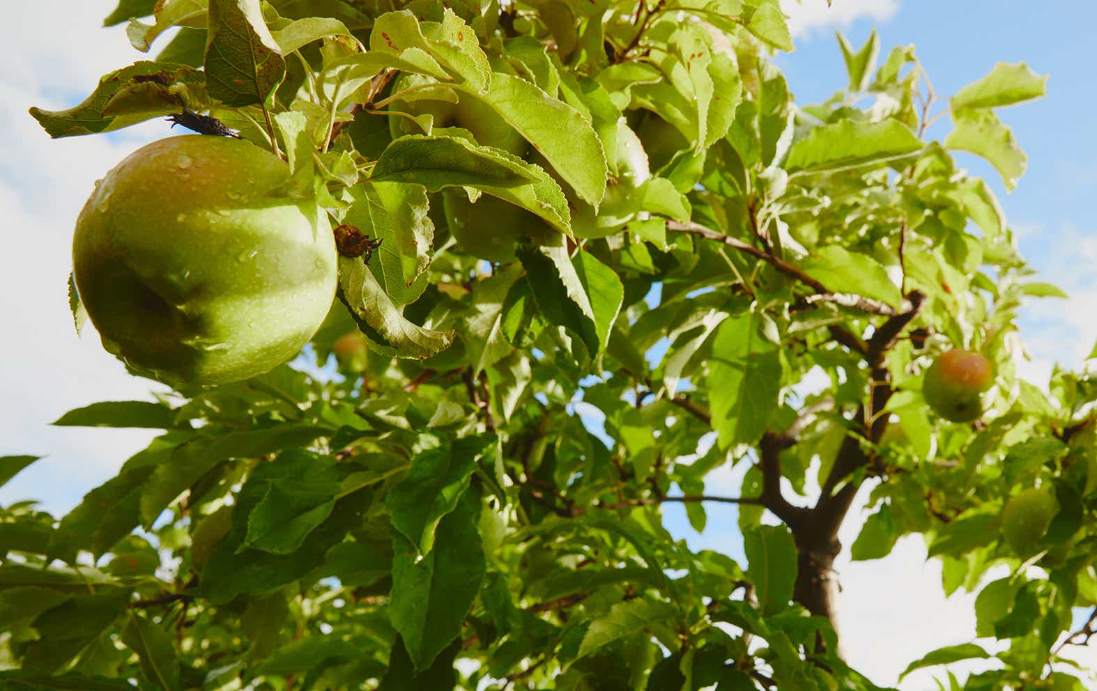close-up of apple tree