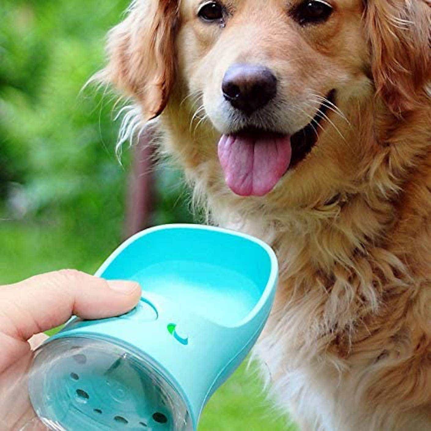 A shaggy golden dog looks at dog water bottle that has a small water bowl as a lid.