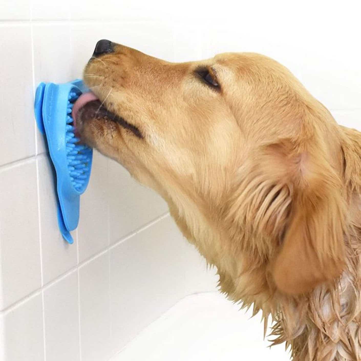 A golden retriever licks a textured, silicone mat that is stuck via suction cups to a tile bathroom wall.