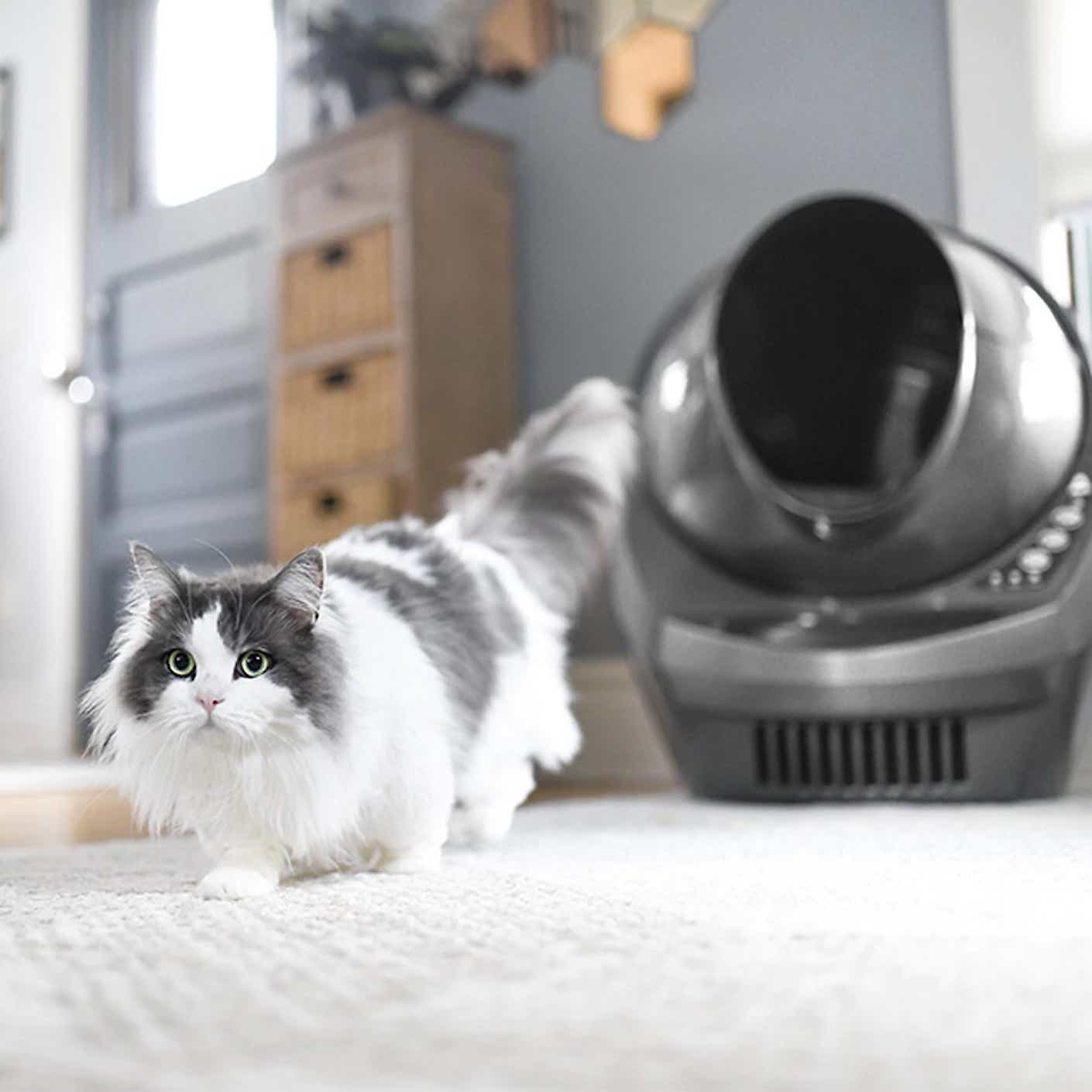 A fluffy cat emerges from a black smart litterbox.