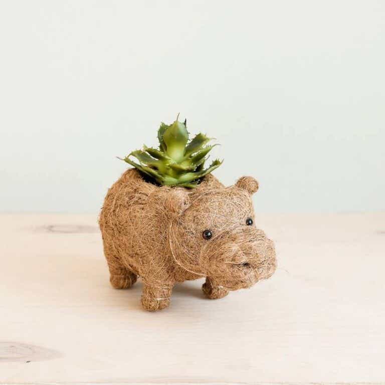 baby hippo planter