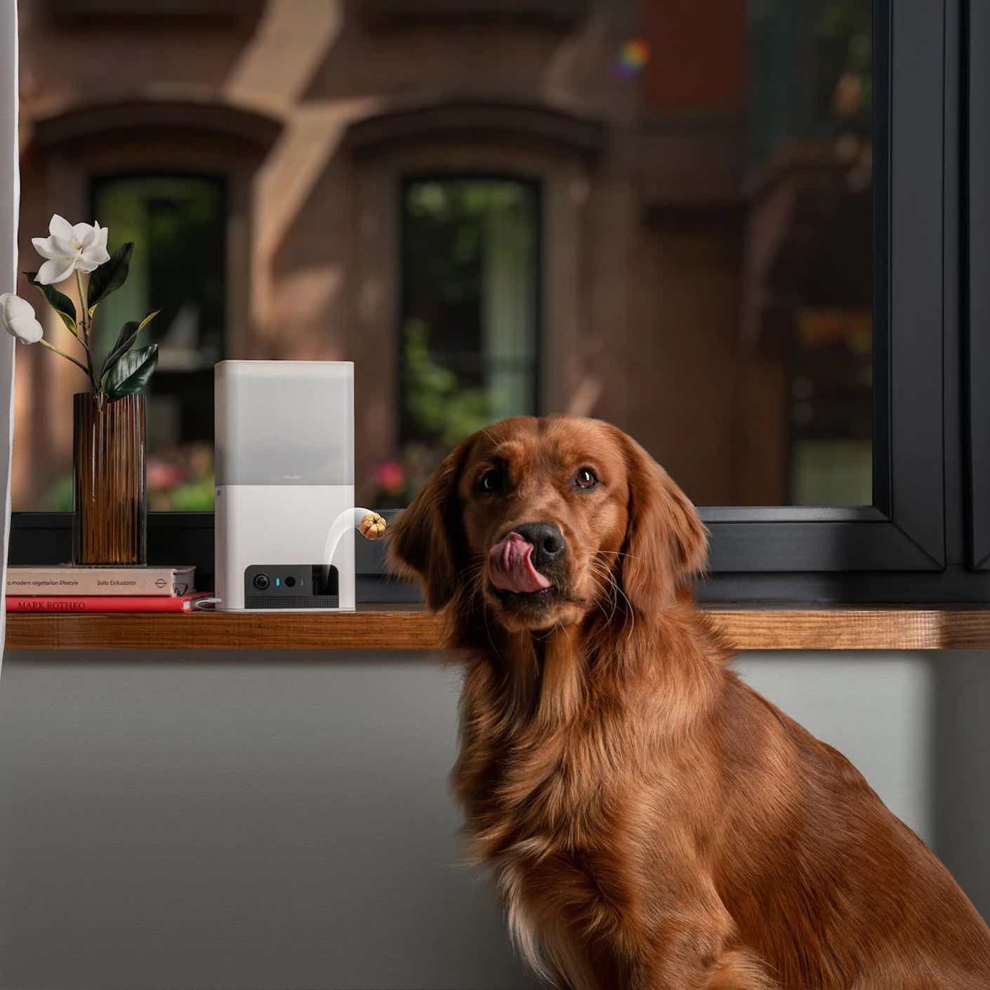 A brown lab sits licking its lips in front of a treat dispenser that sits on a low, brown counter.