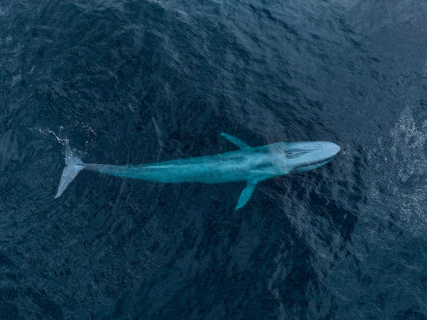 blue whale from Paul Nicklen's drone