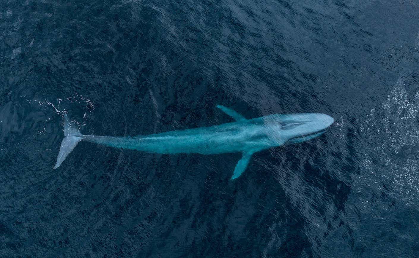 blue whale from Paul Nicklen's drone