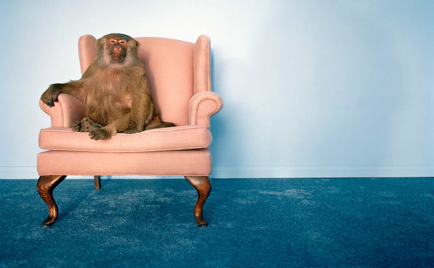 monkey sitting in a chair