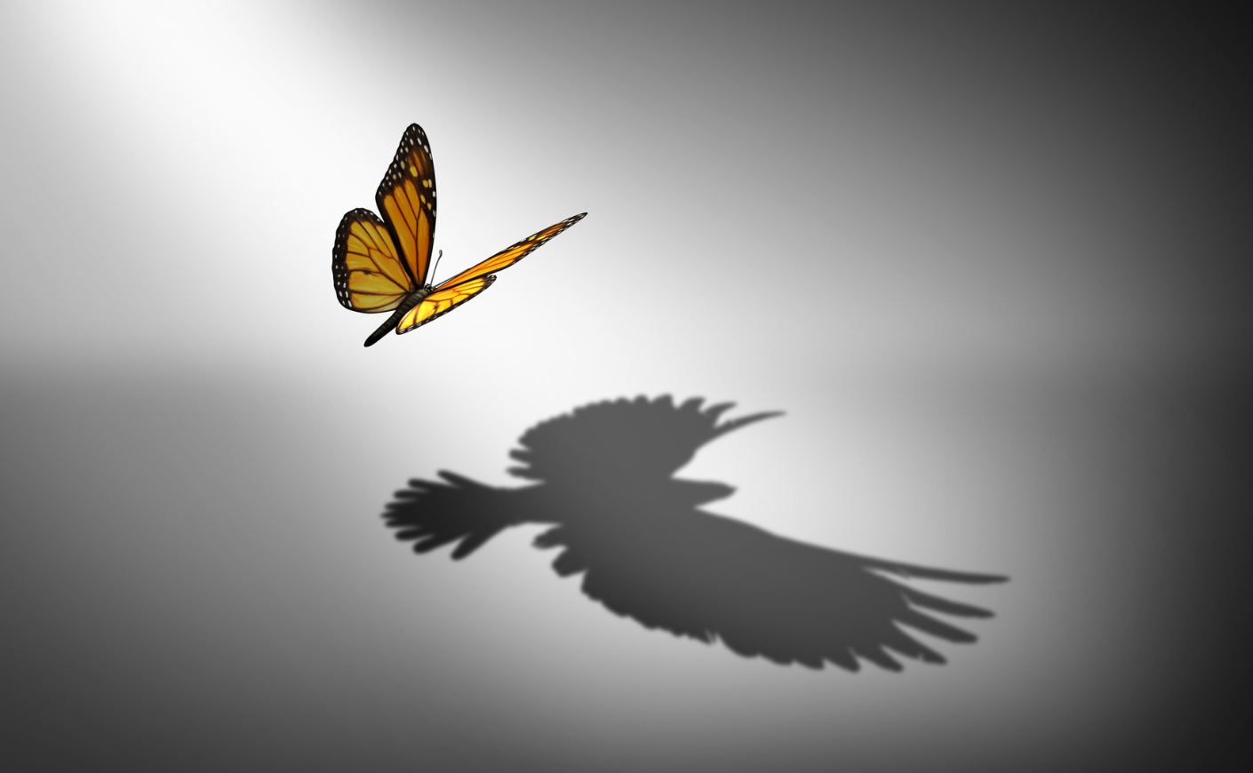 a butterfly has the shadow of a bird.