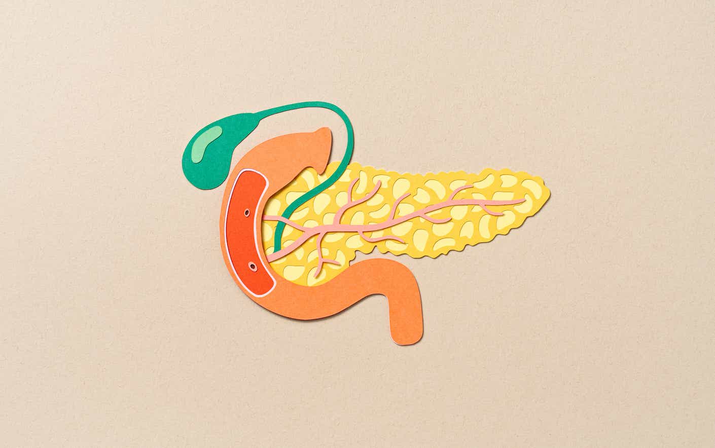 illustration of pancreas