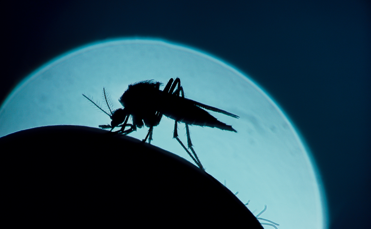 Silhouette of a mosquito