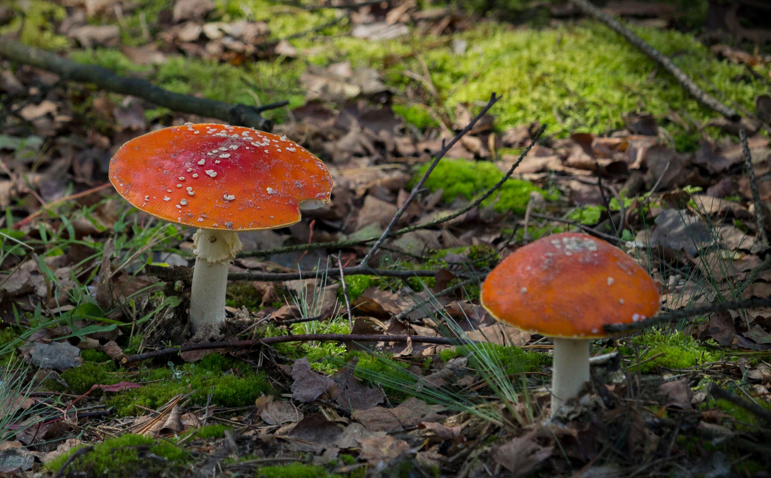 death cap mushrooms