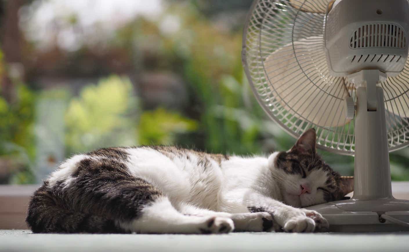 cat sleeping next to a fan