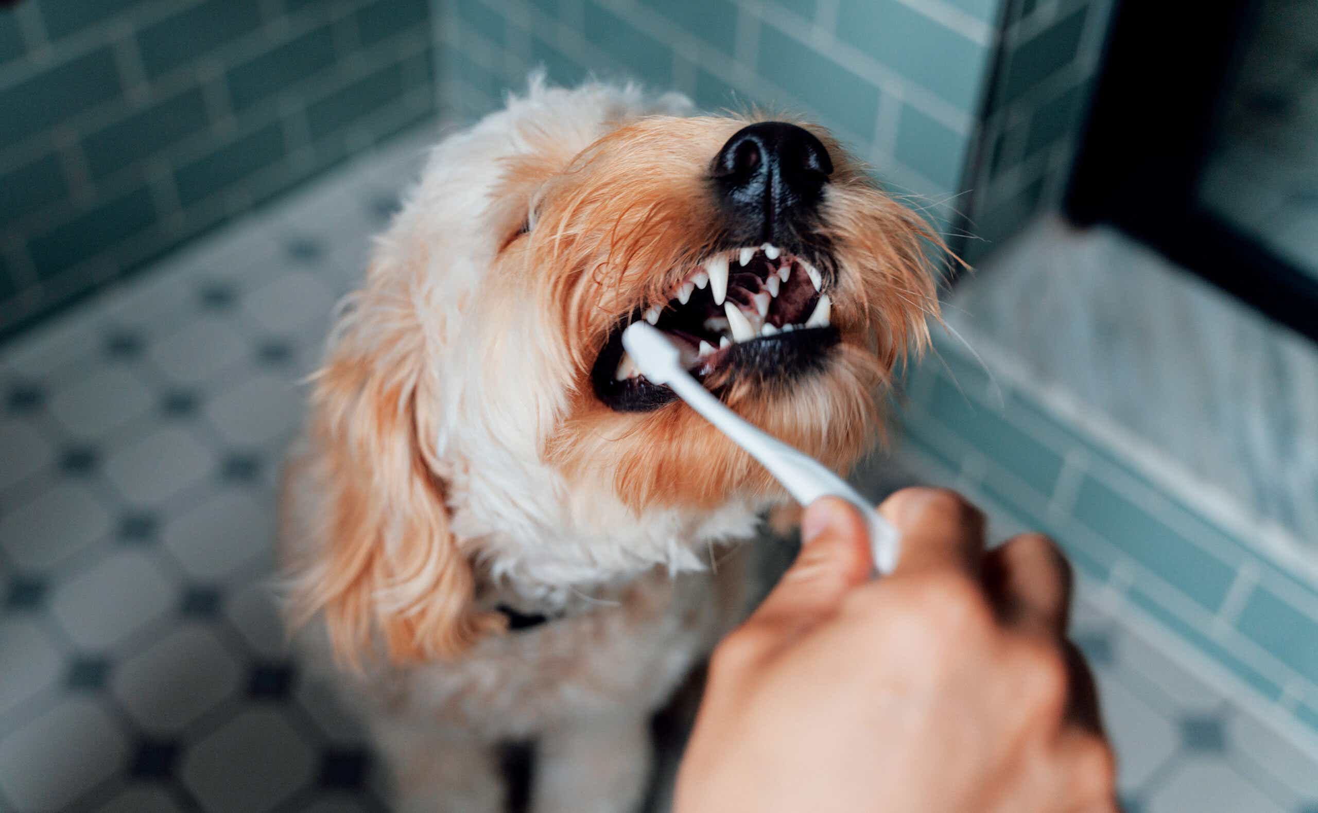 person's hand brushing dog's teeth