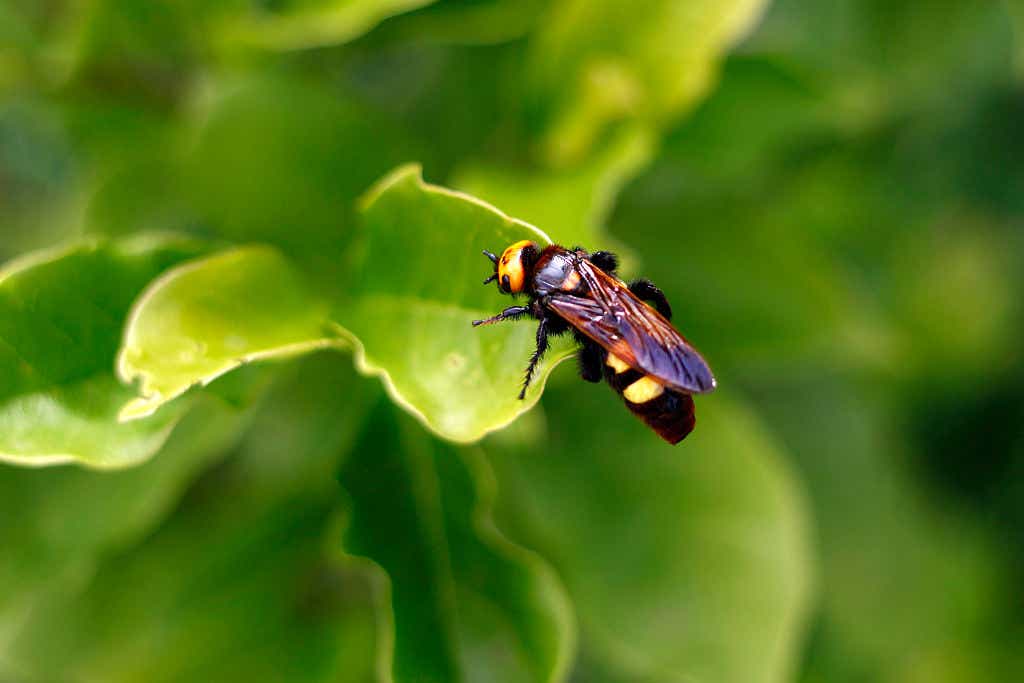yellow-legged hornet