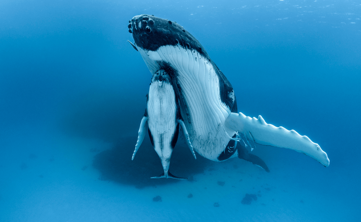 Humpback whale and her calf