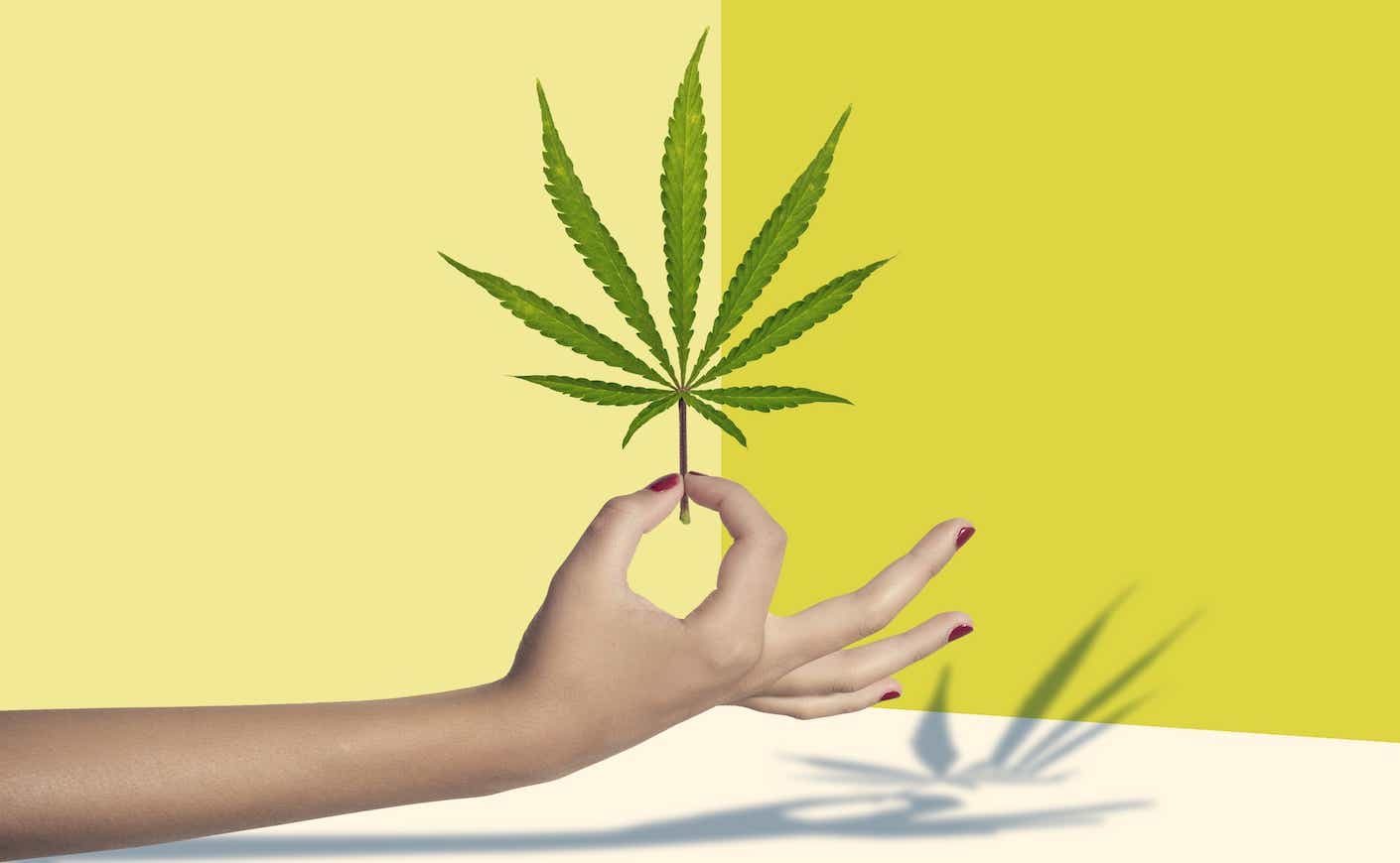 woman holding a marijuana leaf