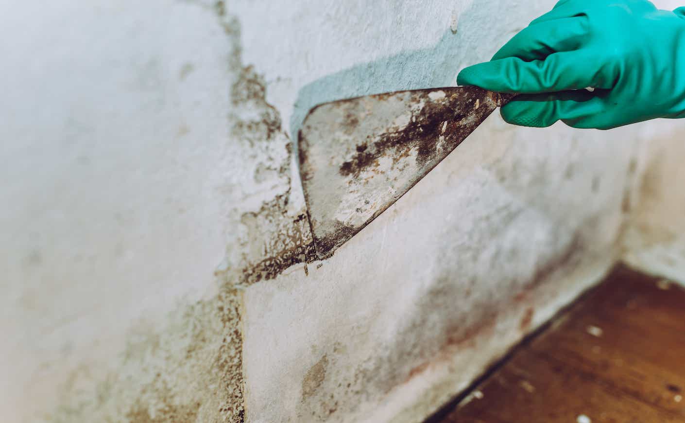 Woman cleaning a wall of mold in her house with spatula.