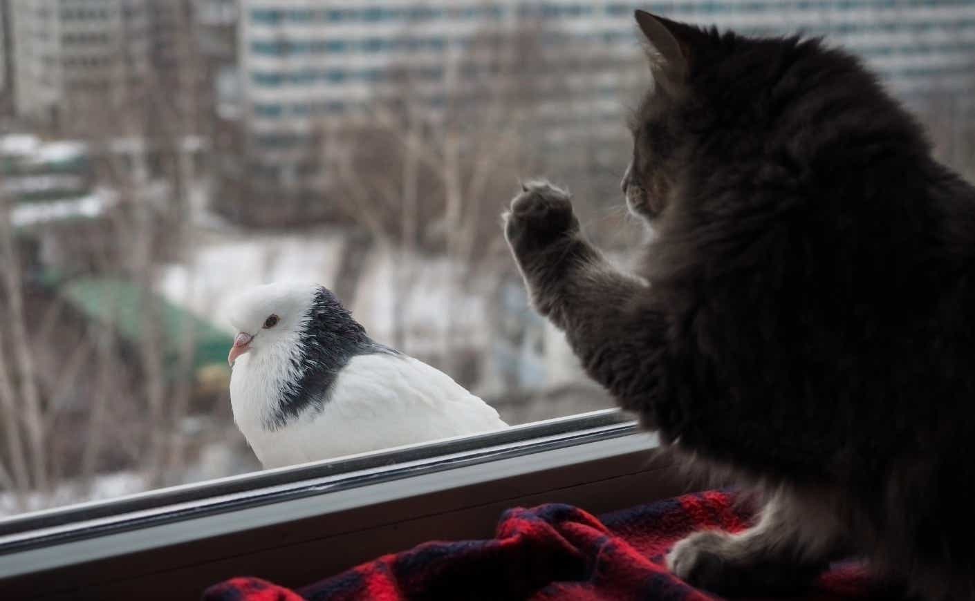 Cat looking at a pigeon through a window