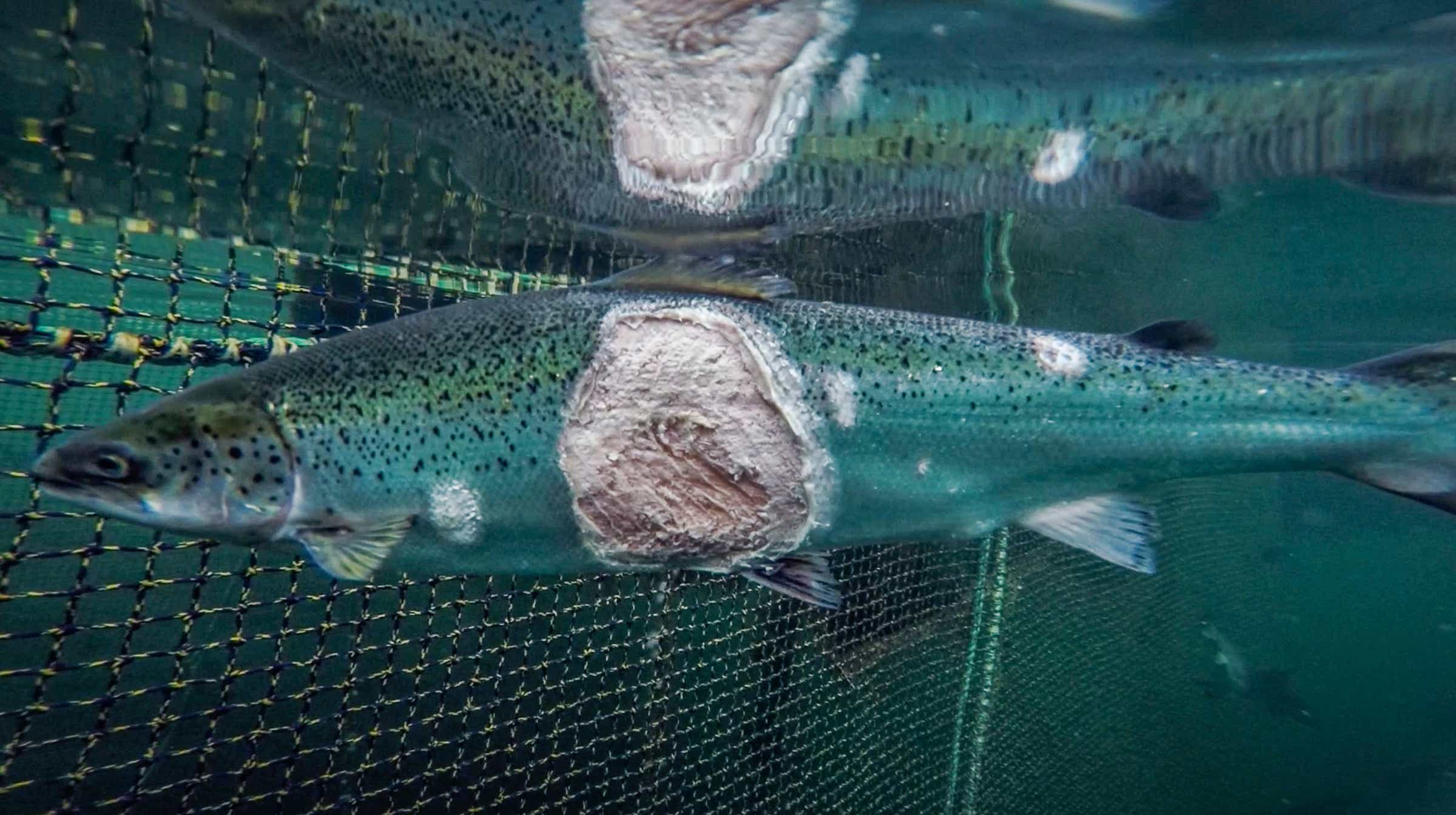 Farmed Salmon vs. Wild Salmon: Which Is Best? | KCM