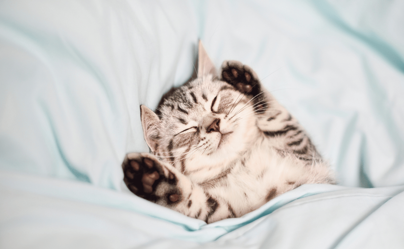 kitty sleeping in a bed