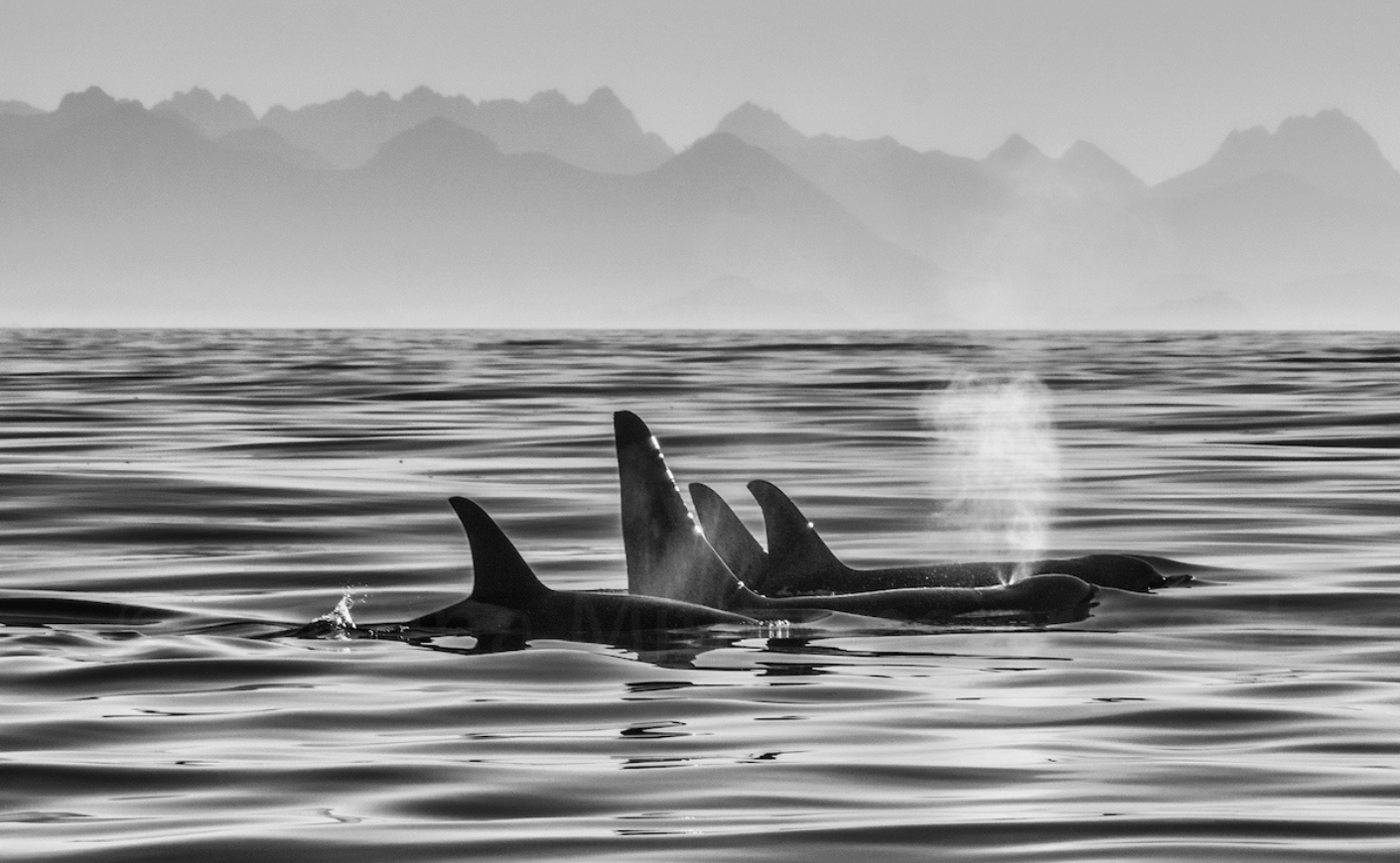 Orca whales in the ocean