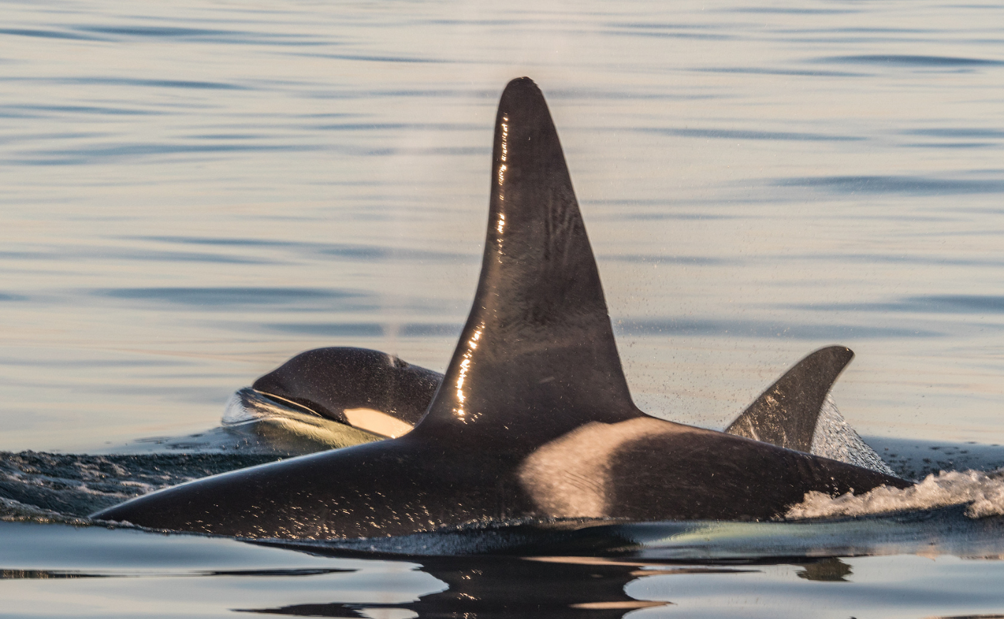 Orca whale fin protrudes from the ocean