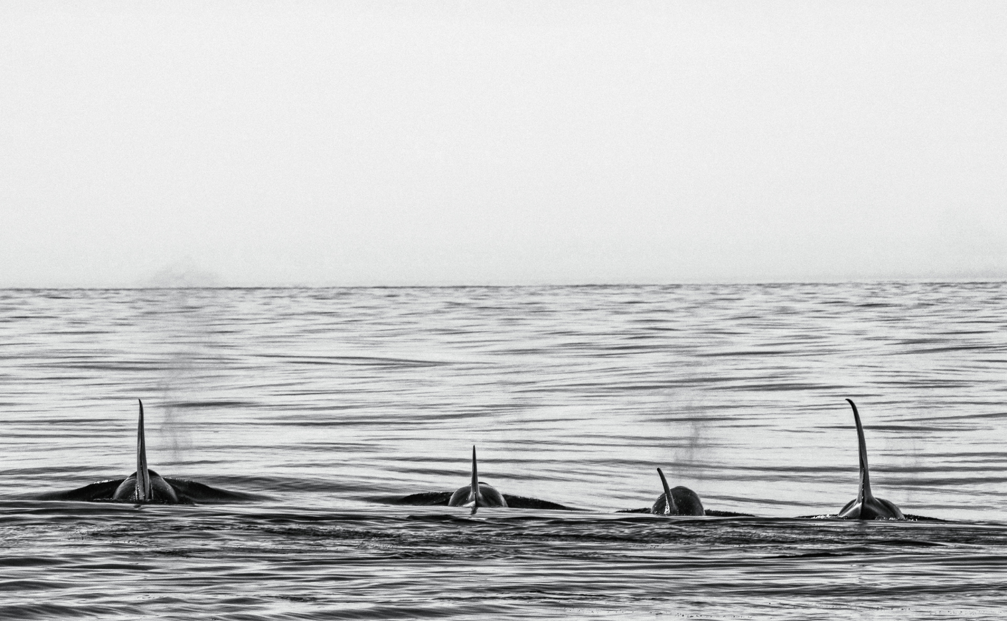 A quartet of orcas swim through the waters off the coast of Vancouver Island.