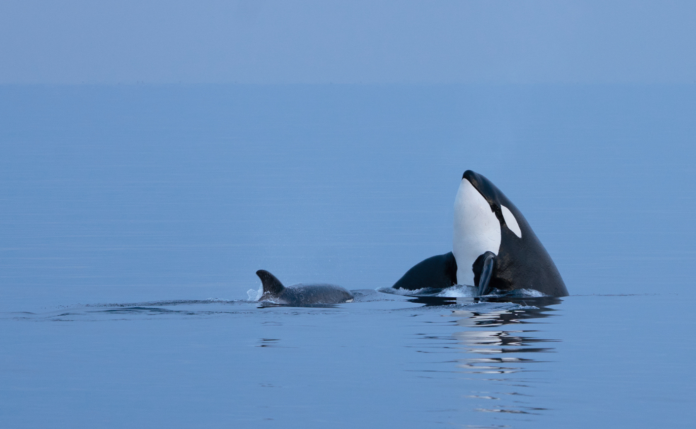 Orca whale in the ocean