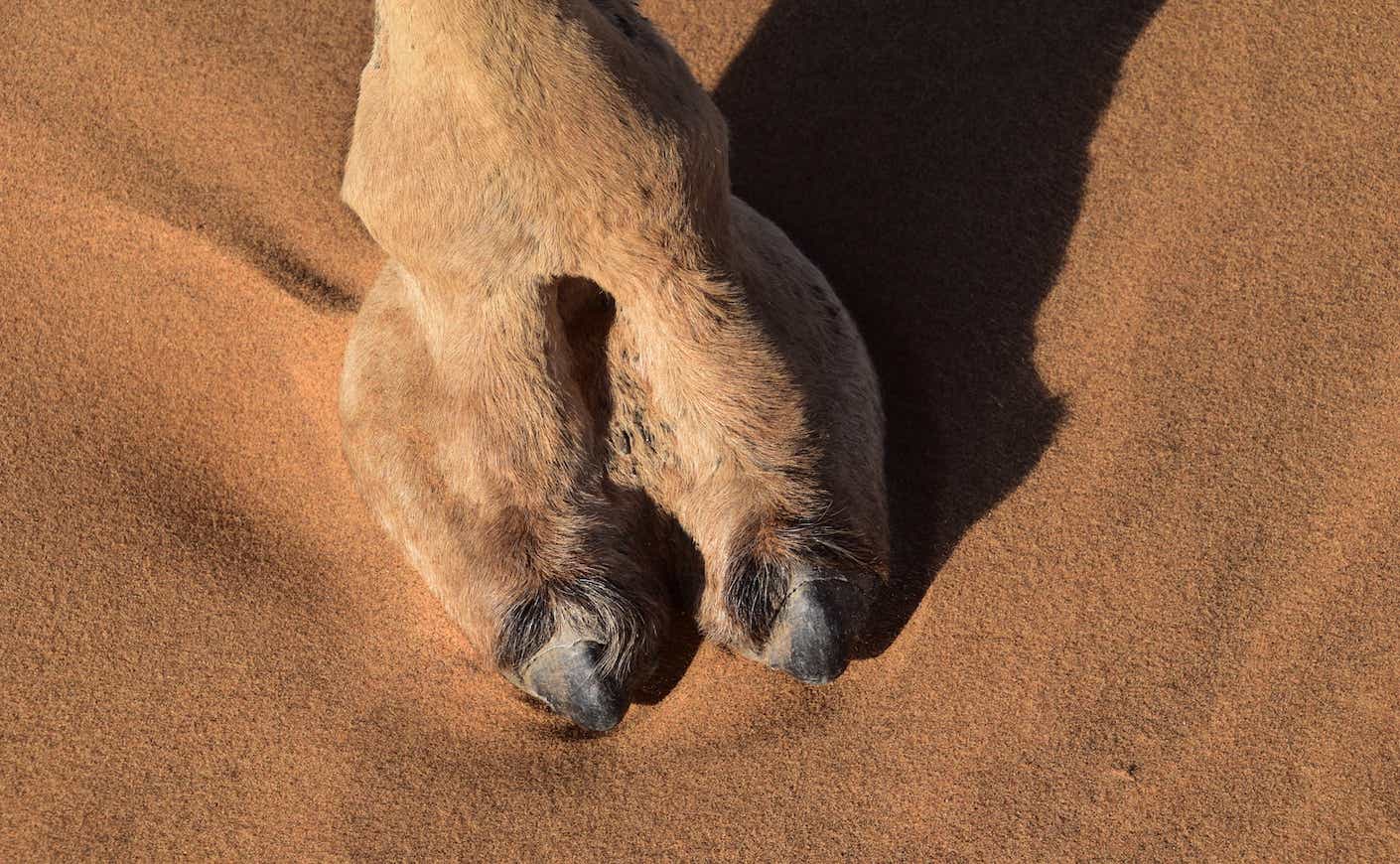 Close up of a camels foot on the sand