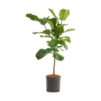 Costa Farms Indoor Fiddle Leaf Fig Ficus
